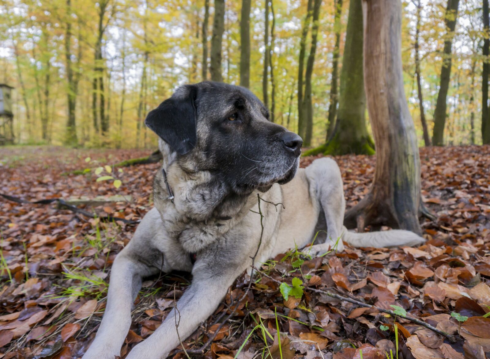 Sony a6000 sample photo. Dog, forest, walk photography