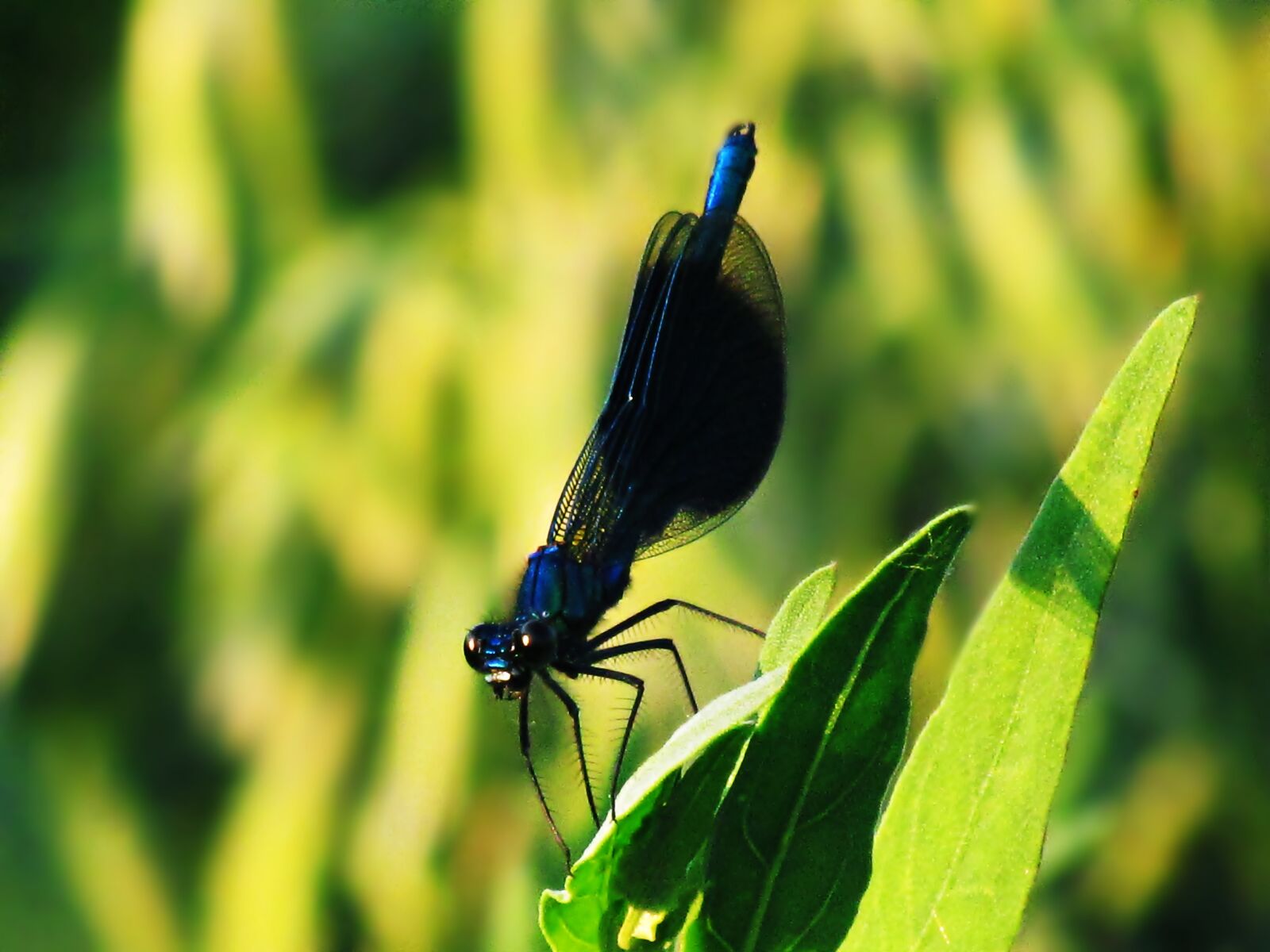 Canon PowerShot SX30 IS sample photo. Insect, wa ka, dragonfly photography
