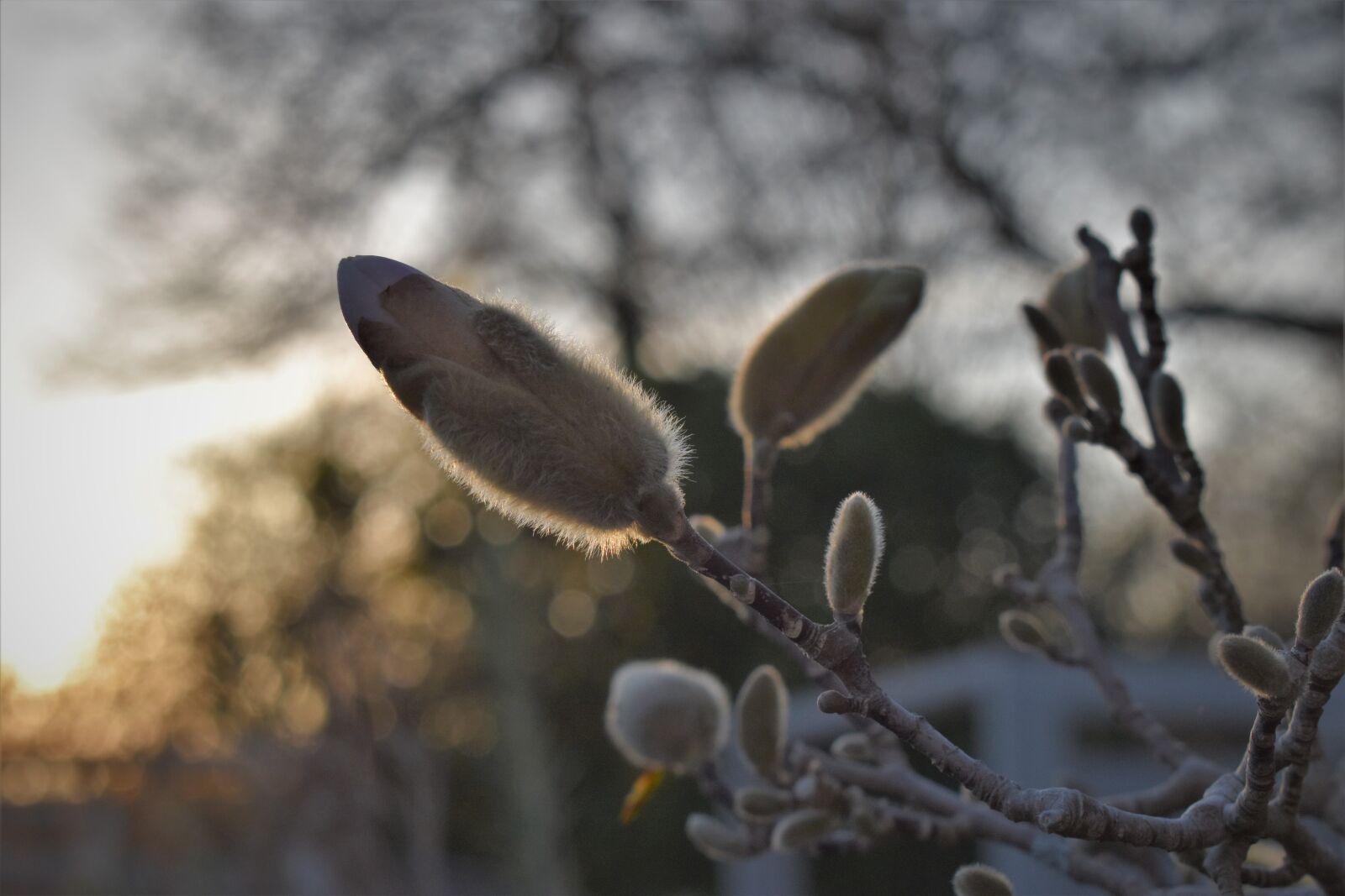Nikon D5500 sample photo. Magnolia, backlighting, close up photography