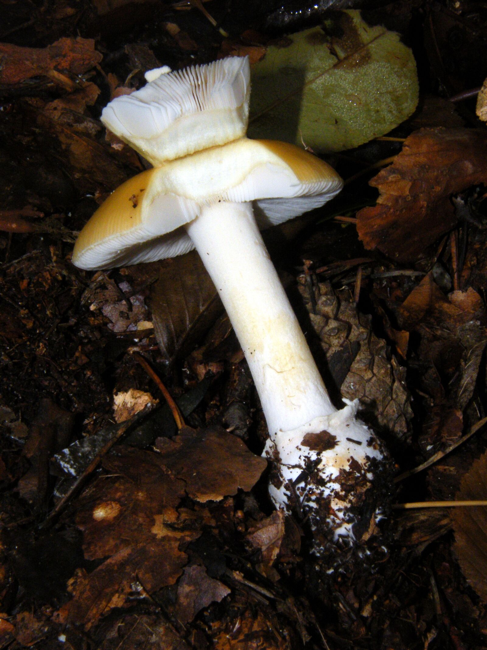 Fujifilm FinePix S8000fd sample photo. Russula, mushrooms, forest photography