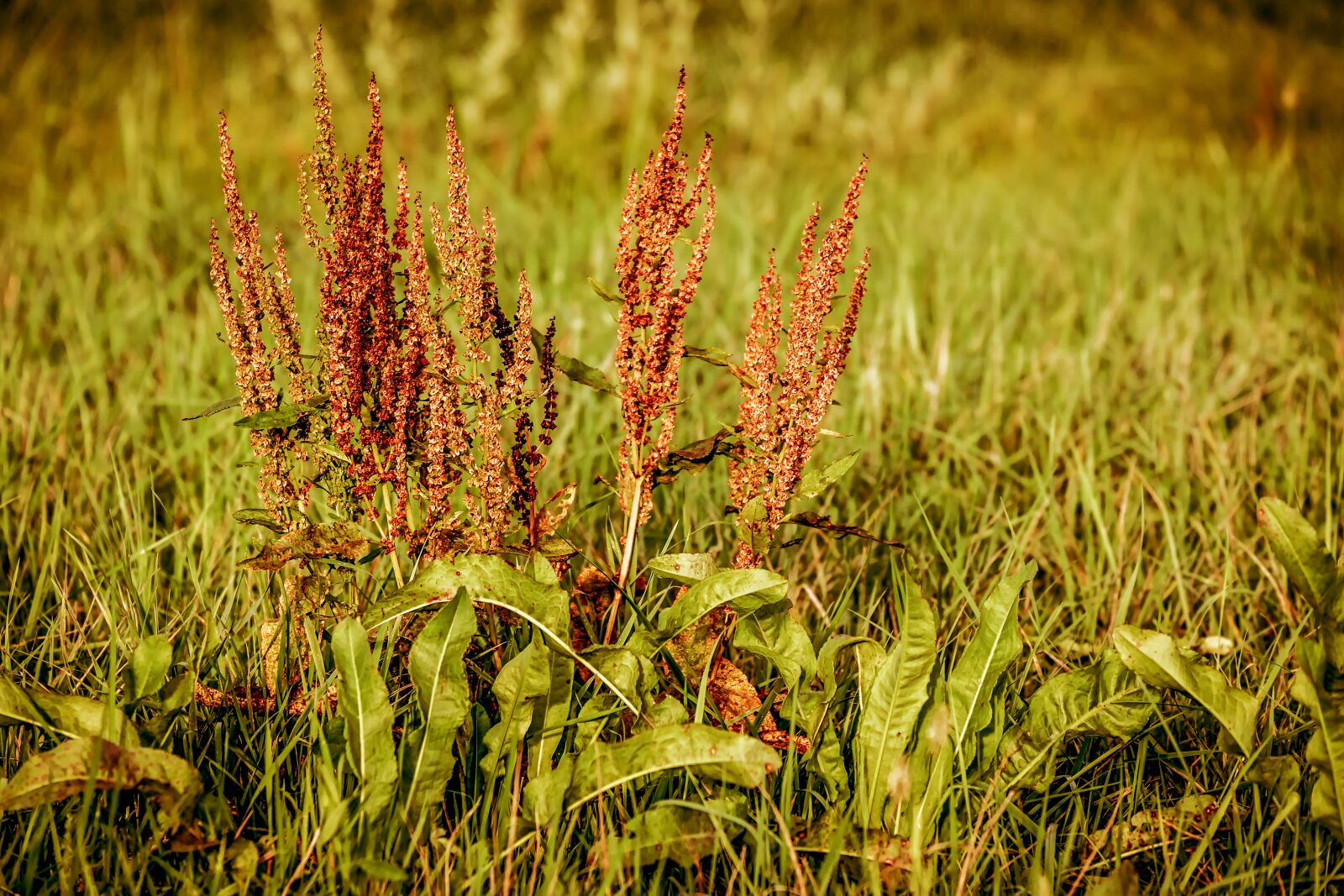 Fujifilm XF 55-200mm F3.5-4.8 R LM OIS sample photo. Meadows sauerampfer, sorrel, rumex photography