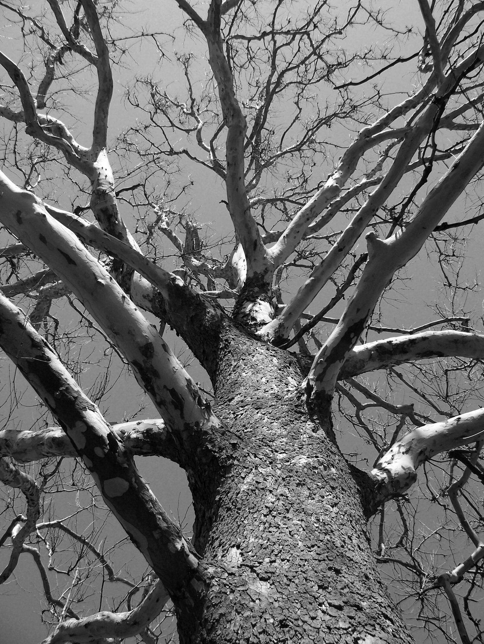 Kodak Z612 ZOOM DIGITAL CAMERA sample photo. Aged, branches, dead, environment photography