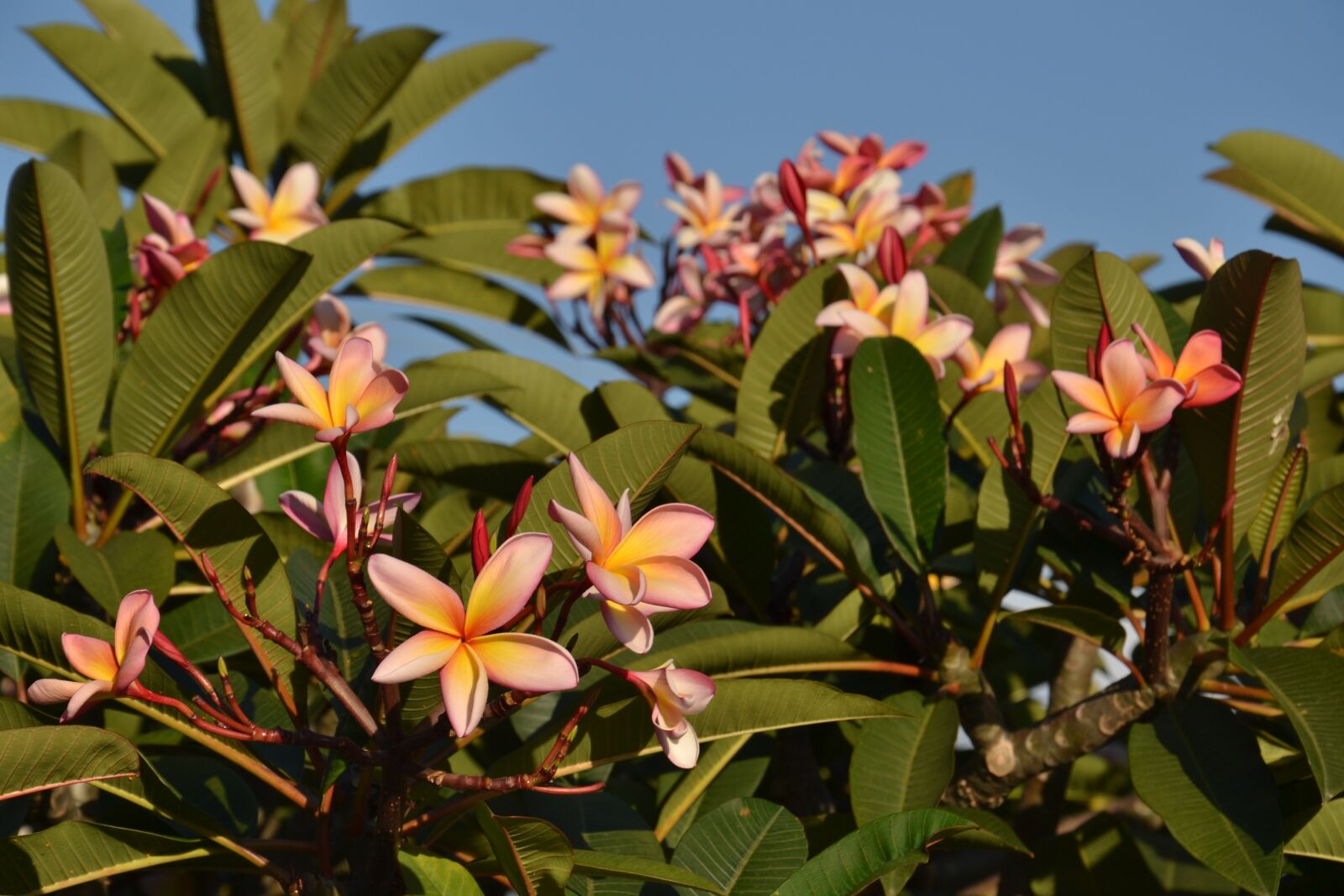 Nikon D3100 sample photo. Tropical, plant, flower photography