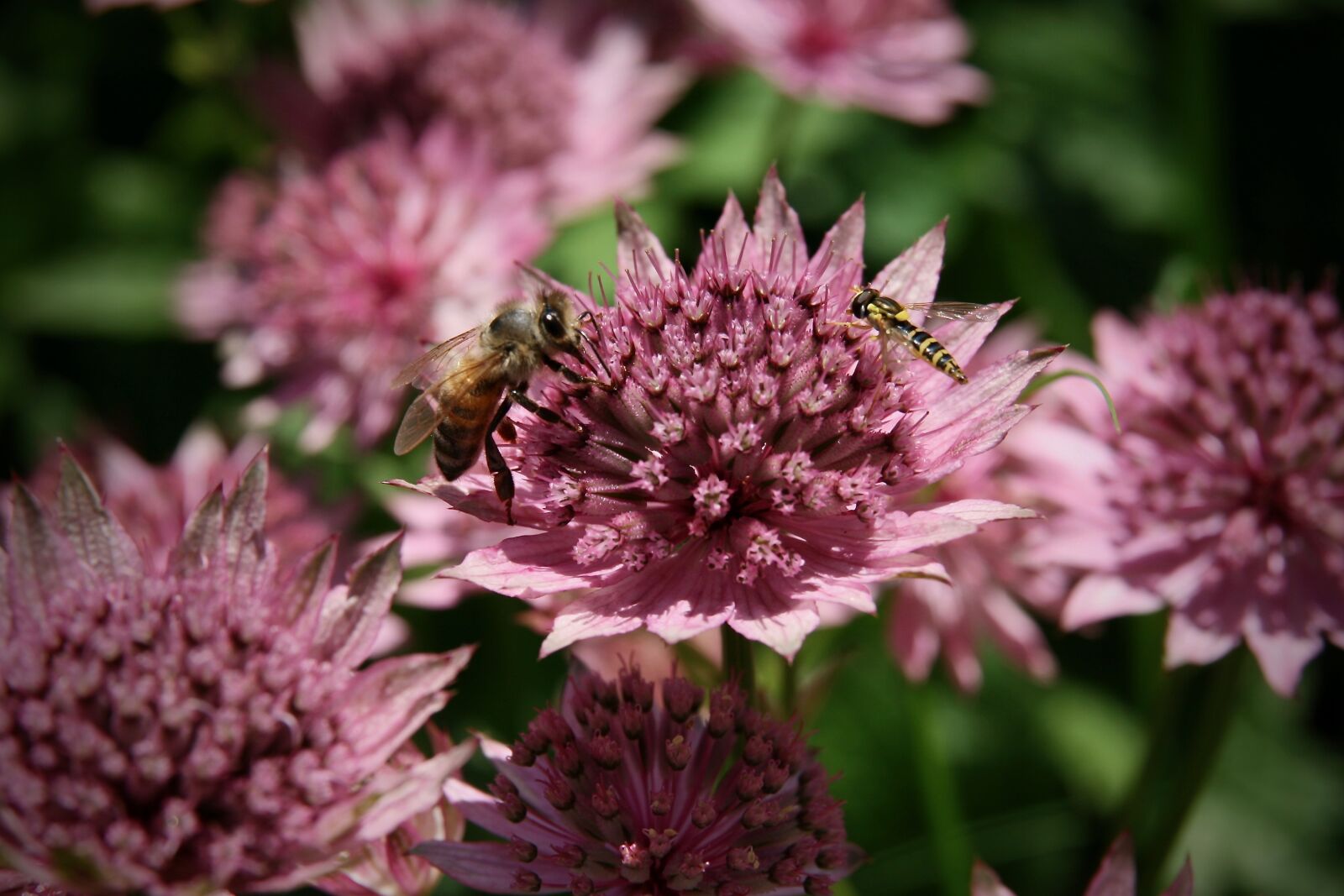 Canon EOS 400D (EOS Digital Rebel XTi / EOS Kiss Digital X) sample photo. Masterwort, insect, bee photography