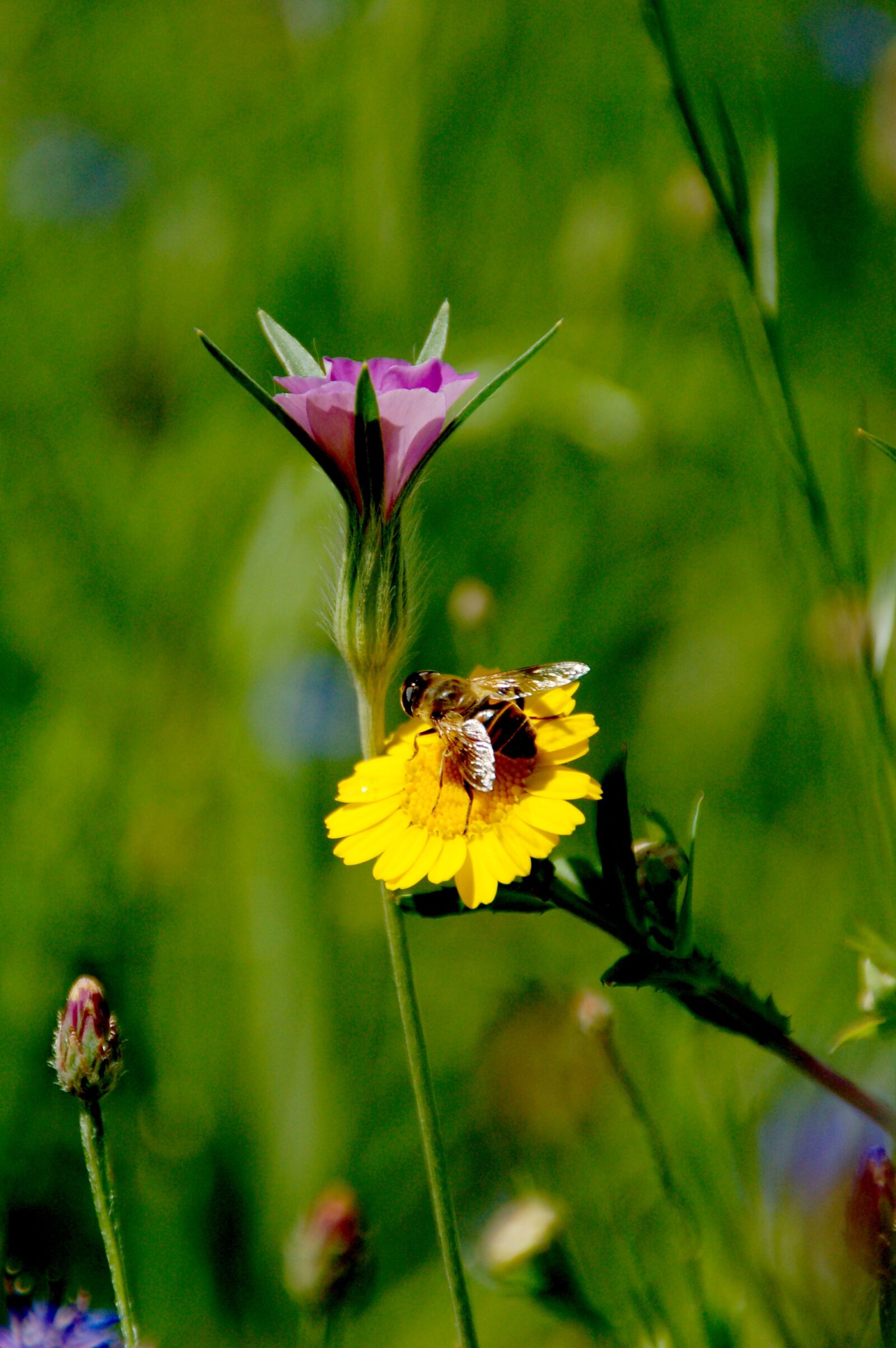 Nikon D50 sample photo. Flowers, wild, bee photography