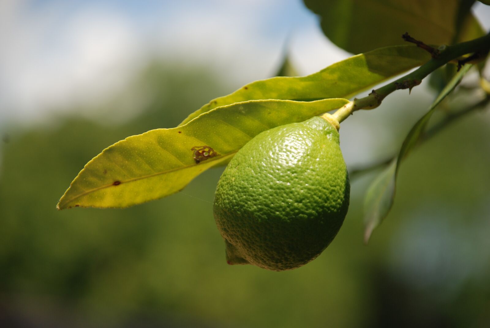 Nikon D80 sample photo. Lemon, citrus, fruit photography