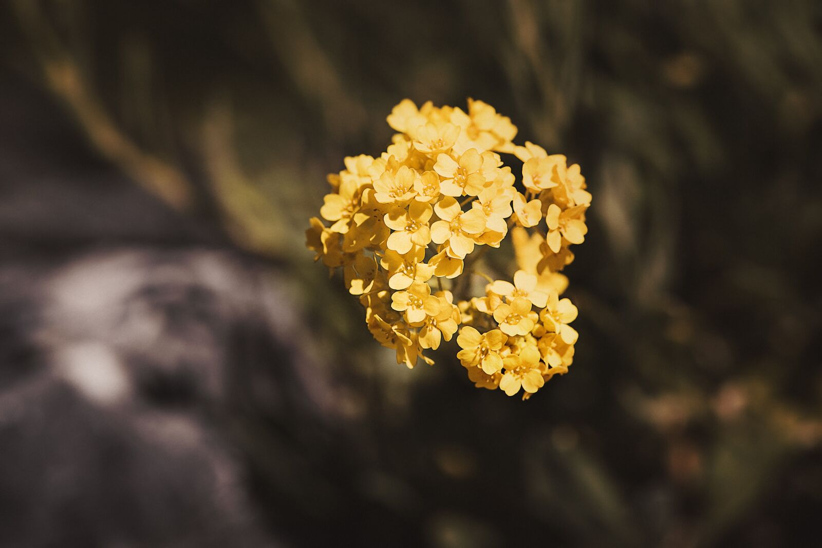 Nikon D750 sample photo. Flower, yellow, yellow flower photography