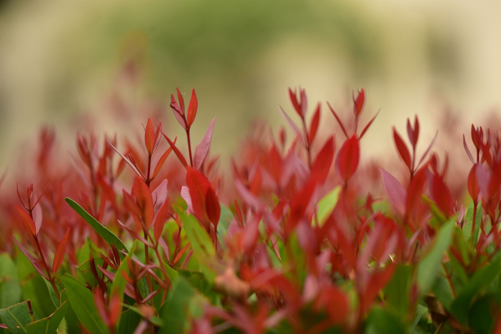 Nikon D3400 sample photo. Red leaves, garden, nature photography