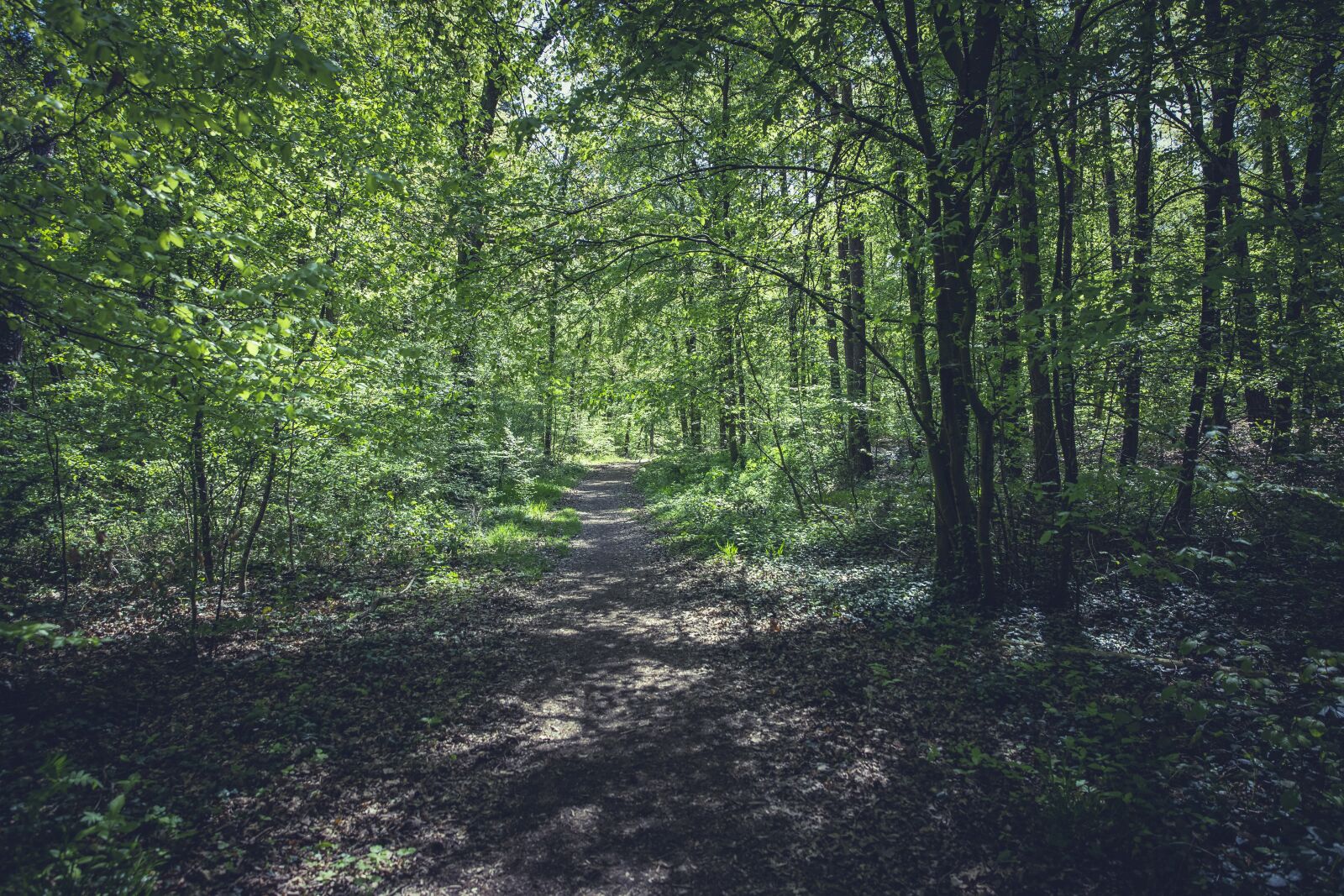 Canon EF 24-70mm F2.8L II USM sample photo. Forest, away, path photography