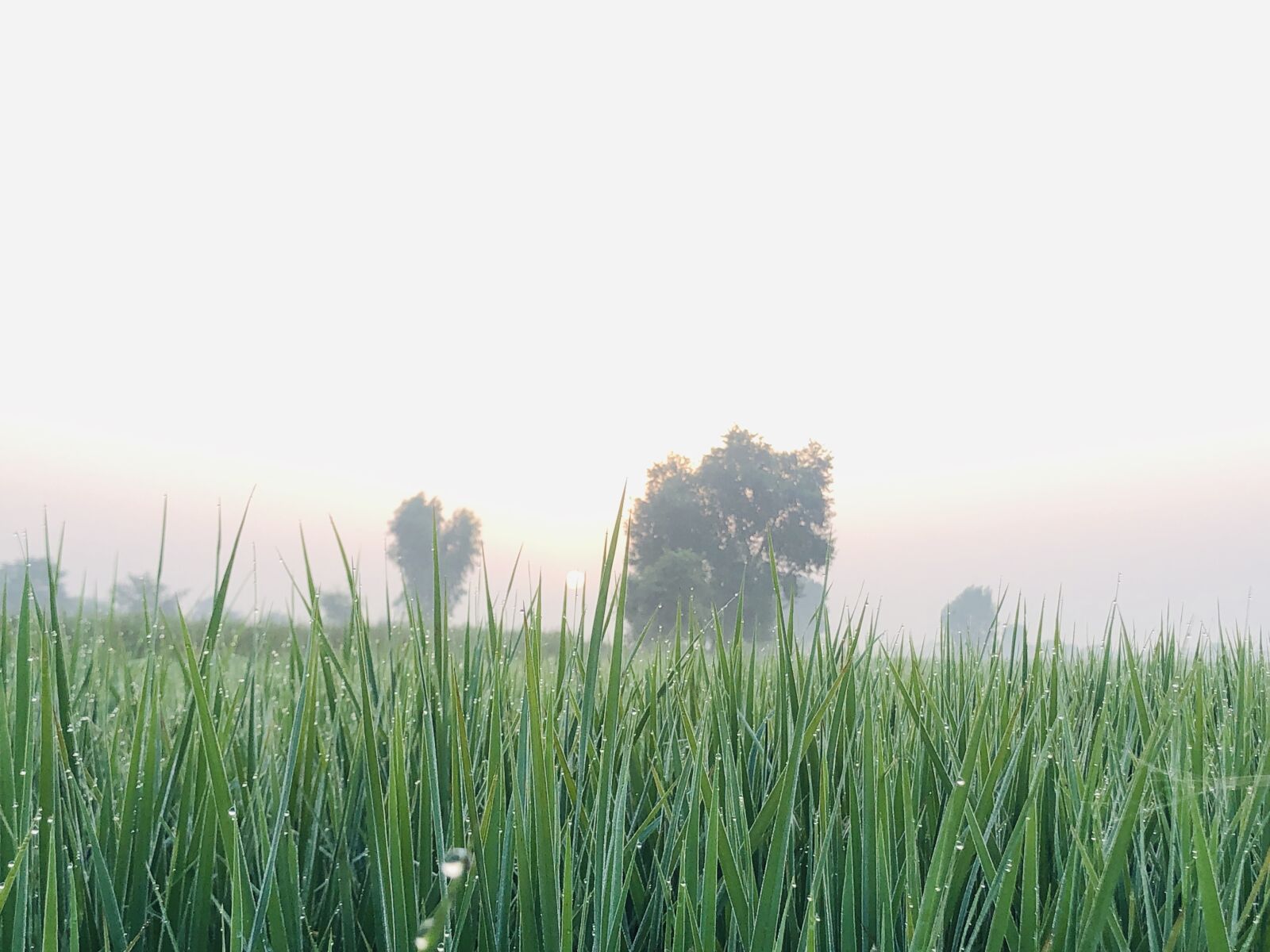 iPhone X back dual camera 4mm f/1.8 sample photo. Nature, morning breeze, dew photography