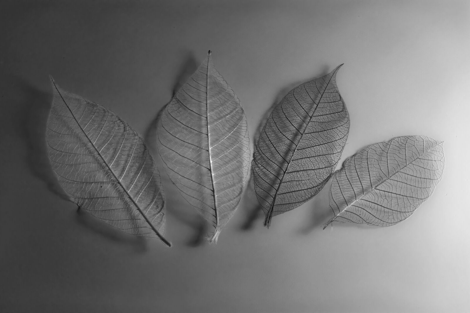 Canon EOS 5D sample photo. Leaf, leaves, mono photography