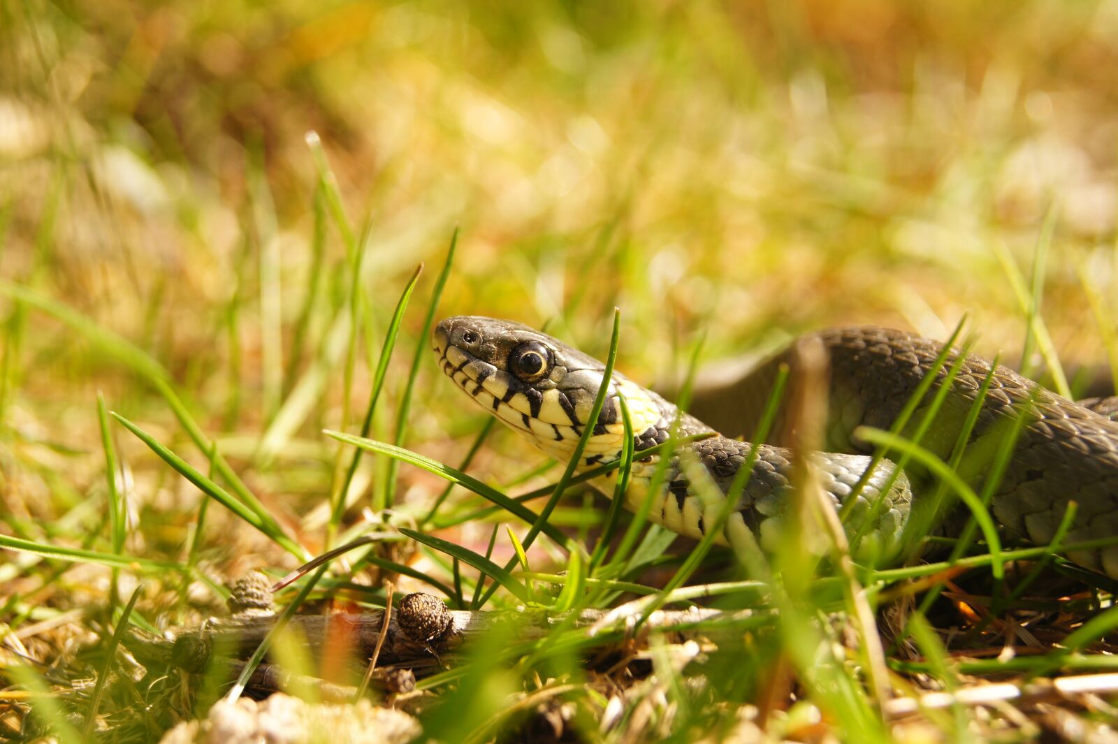 Sony SLT-A33 sample photo. Snake, grass snake, gad photography