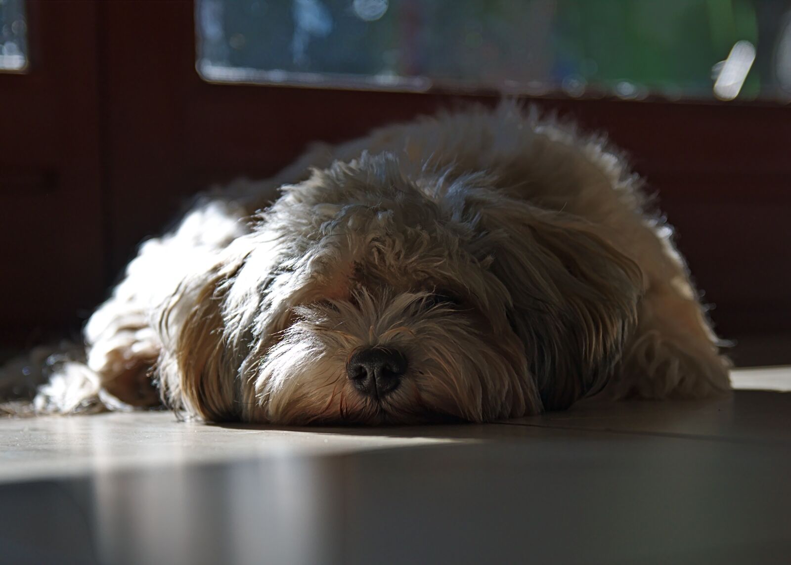 Canon EOS 70D sample photo. Dog, havanese, bored photography