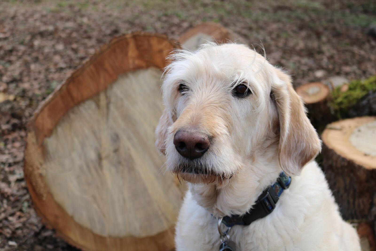 Canon EOS 750D (EOS Rebel T6i / EOS Kiss X8i) sample photo. Dog, labradoodle, pet photography