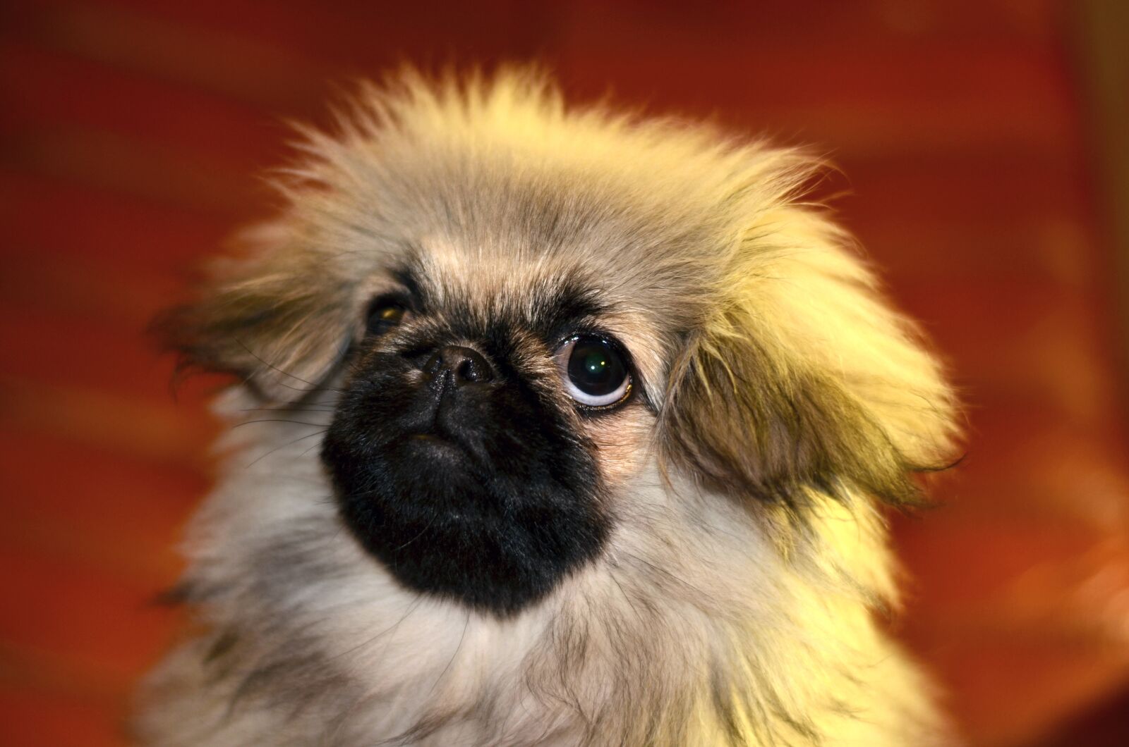 Nikon D5100 sample photo. Pekingese, puppy, dog photography