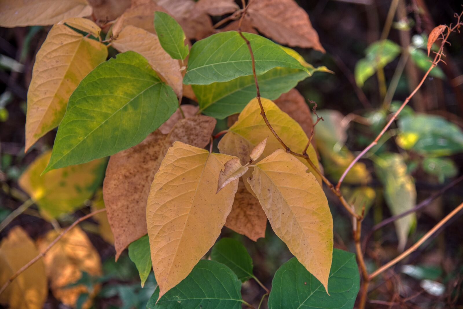 Nikon D750 sample photo. Autumn, season, fall color photography