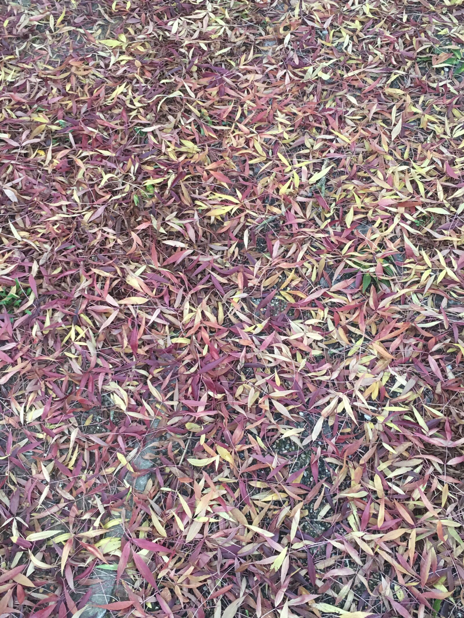 iPhone 6s Plus back camera 4.15mm f/2.2 sample photo. Leaf, autumn, japanese maple photography