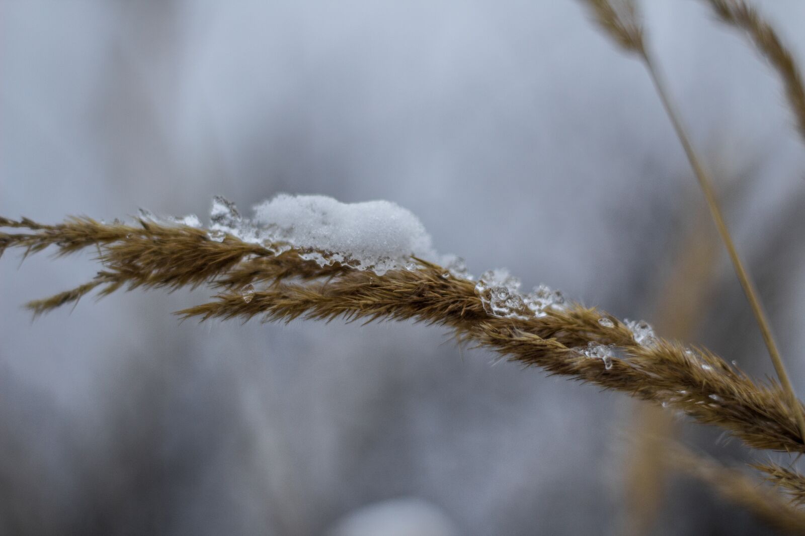 Canon EOS 1200D (EOS Rebel T5 / EOS Kiss X70 / EOS Hi) + Canon EF 50mm F1.8 STM sample photo. Winter, snow, icing photography