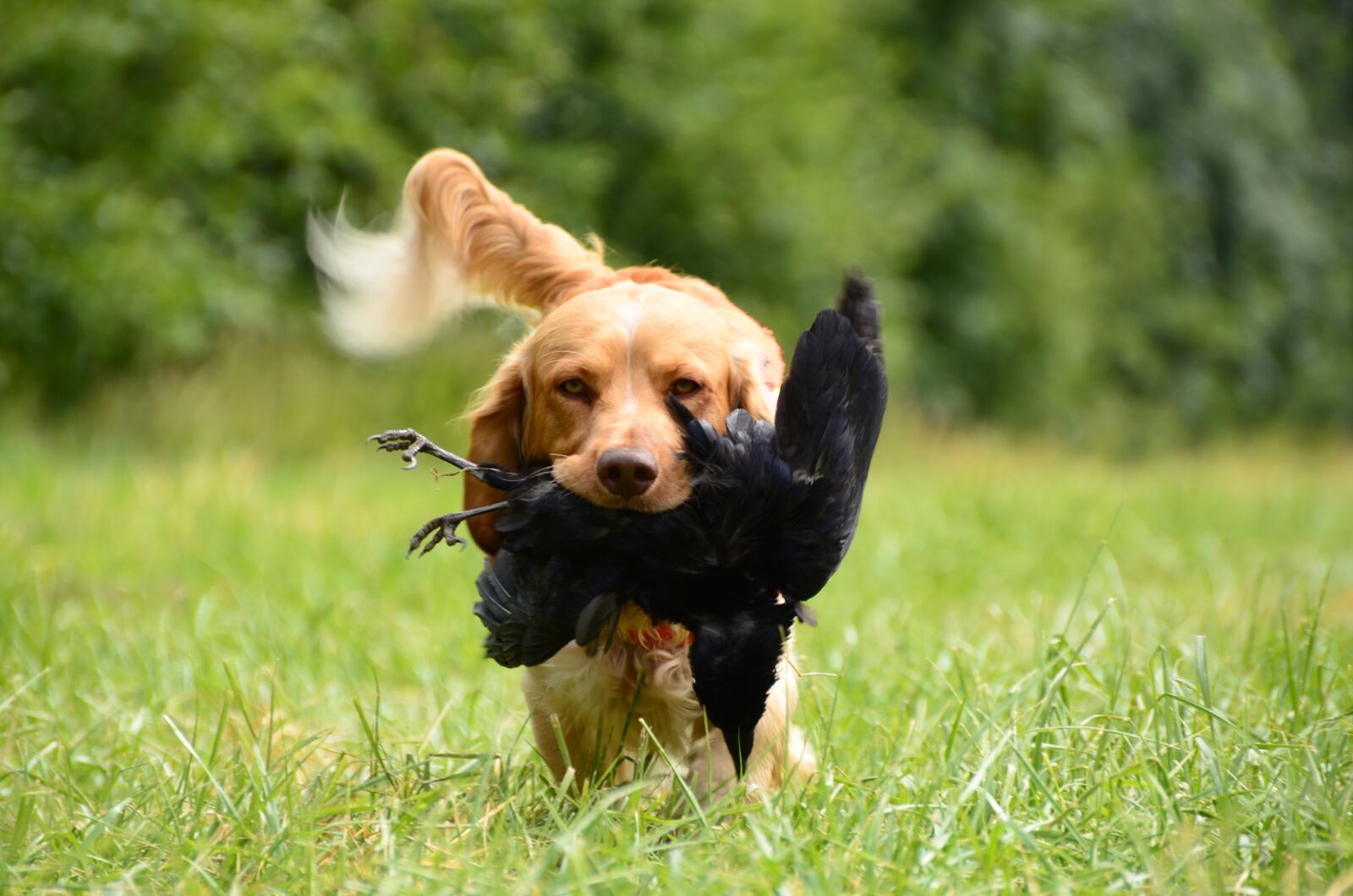Nikon D7000 sample photo. Retrieve, dog, german quail photography