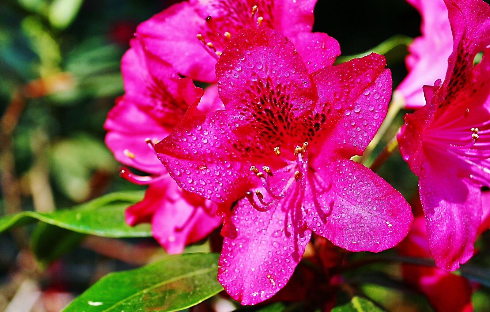 Canon EOS 650D (EOS Rebel T4i / EOS Kiss X6i) sample photo. Flower, summer, macro photography