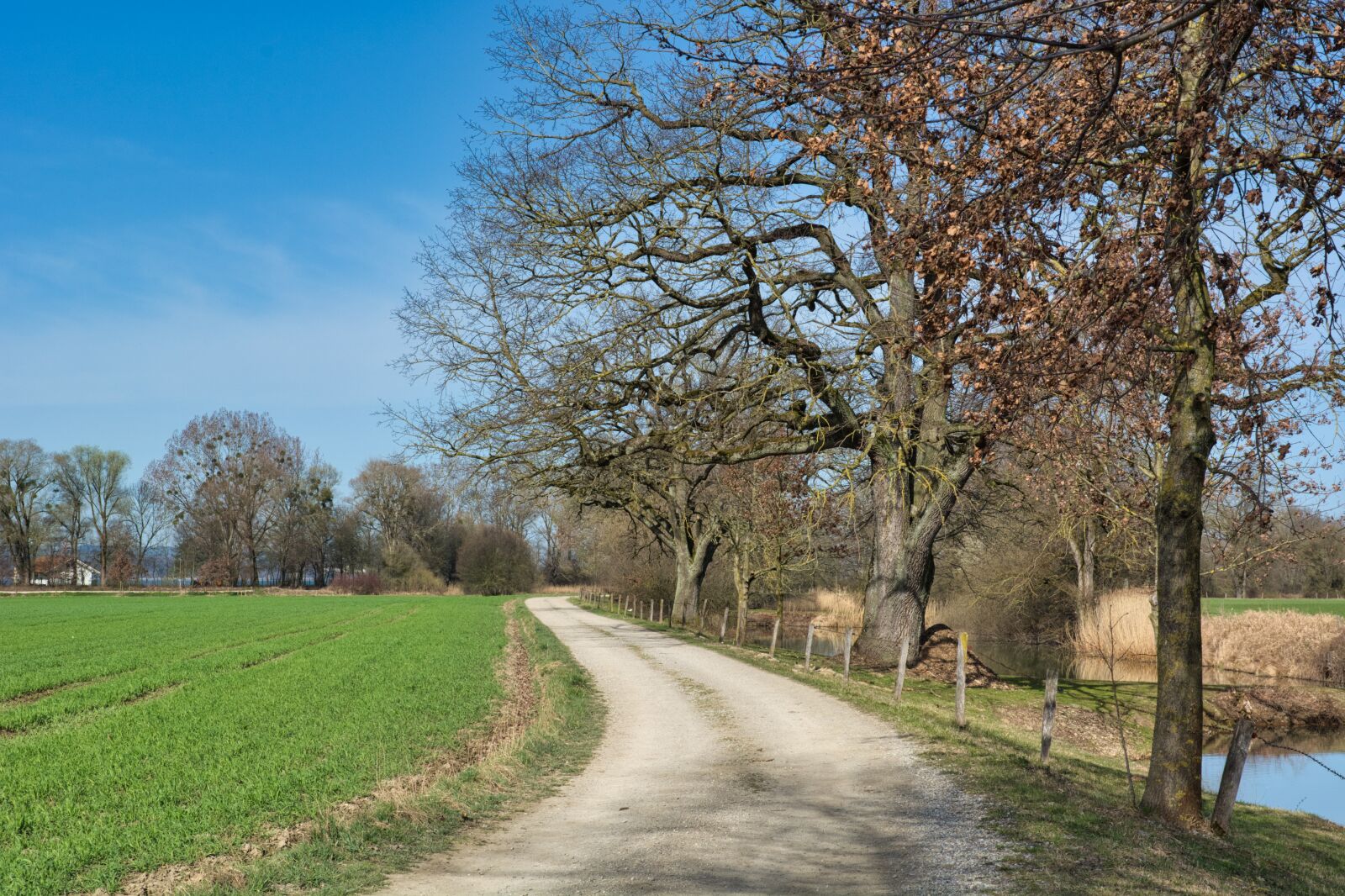 Nikon D7100 sample photo. Lane, away, trees photography