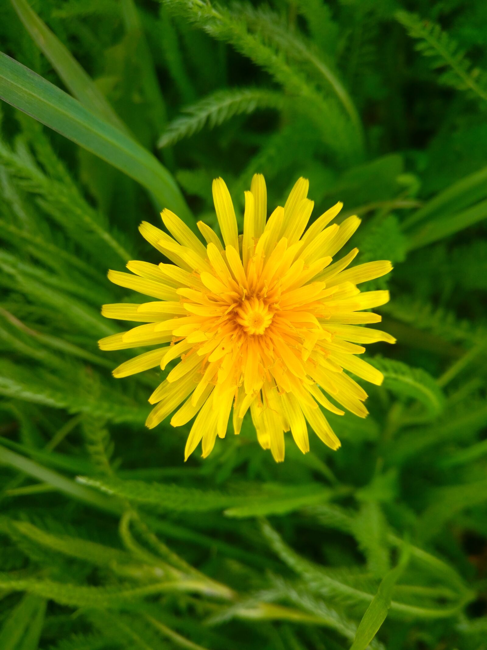 OnePlus A3010 sample photo. Dandelion, flower, meadow photography