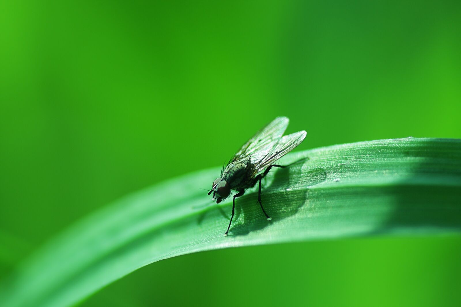 Canon EOS 40D sample photo. Insect, nature, leaf photography