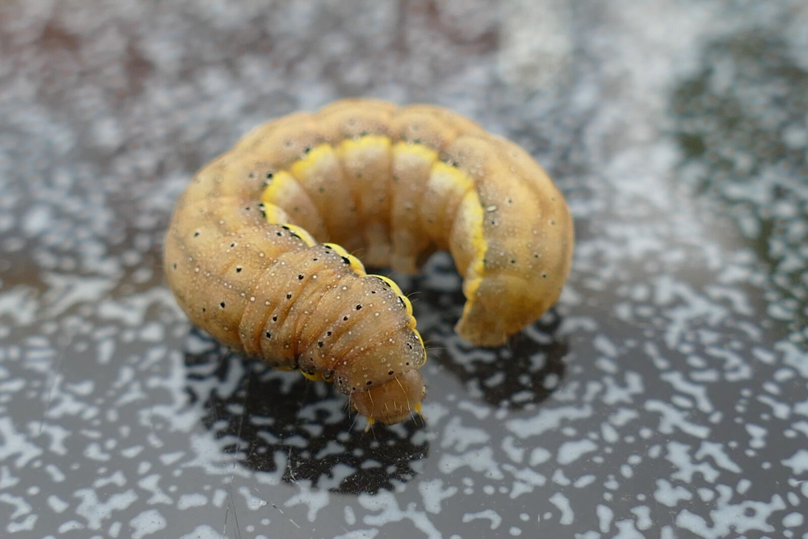 Panasonic Lumix DMC-FZ1000 sample photo. Caterpillar, stage of development photography