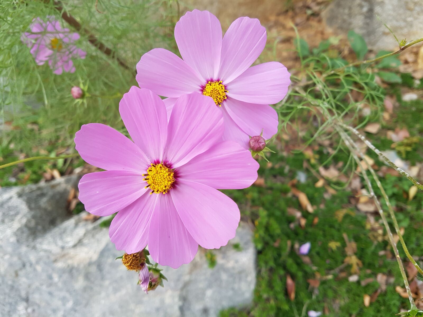 Samsung Galaxy S7 sample photo. Fall flowers, cosmos, flowers photography