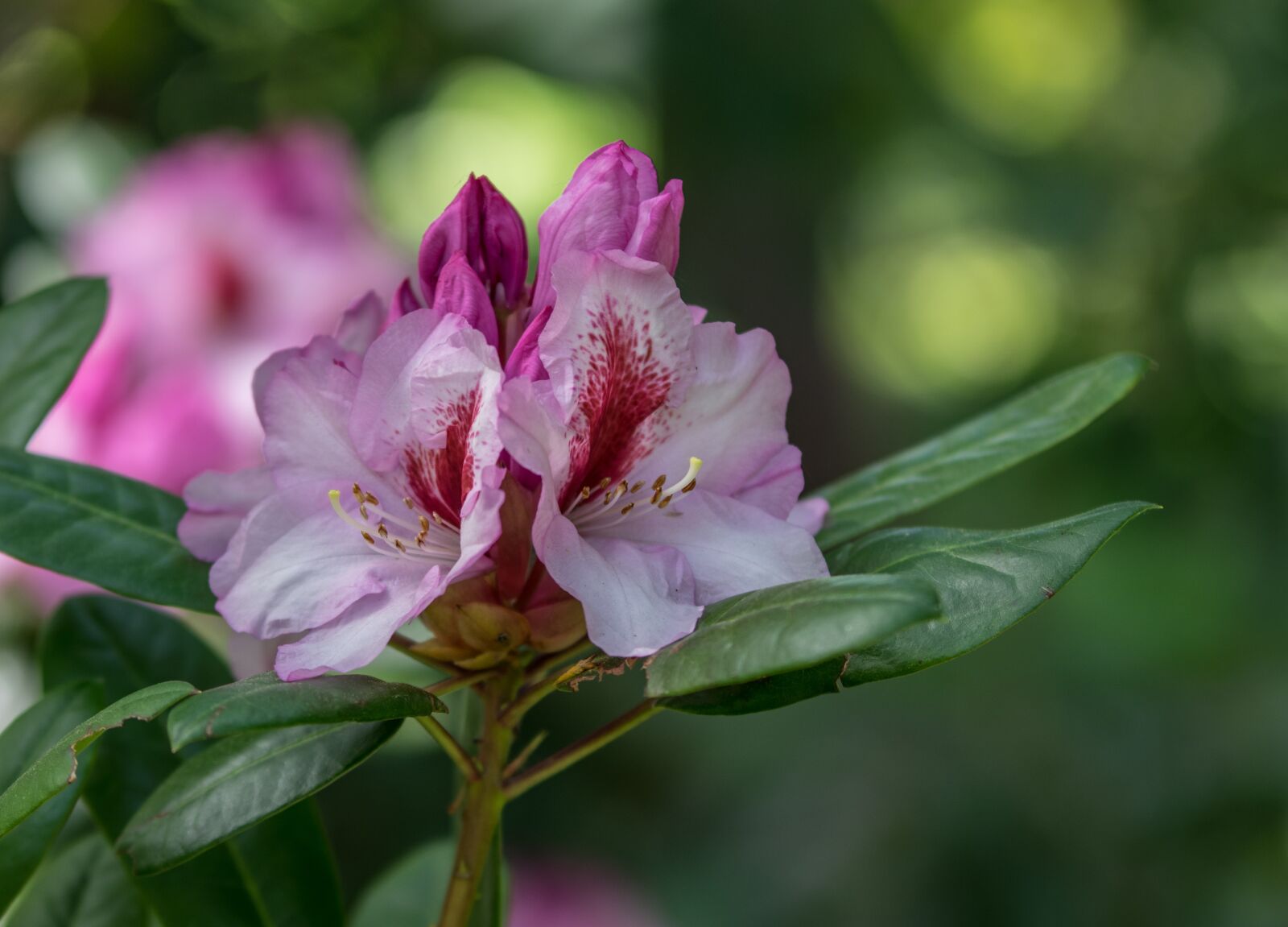 Tamron SP AF 70-200mm F2.8 Di LD (IF) MACRO sample photo. Nature, blossom, bloom photography