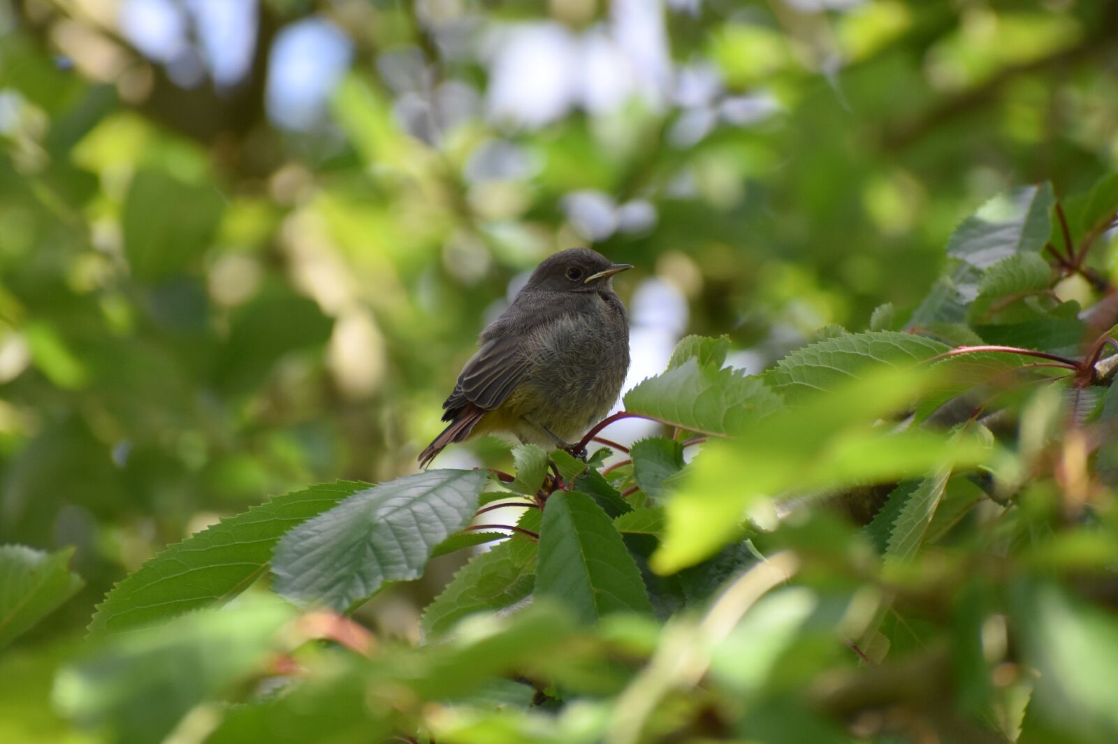 Nikon D3500 sample photo. Red tailed, young bird photography