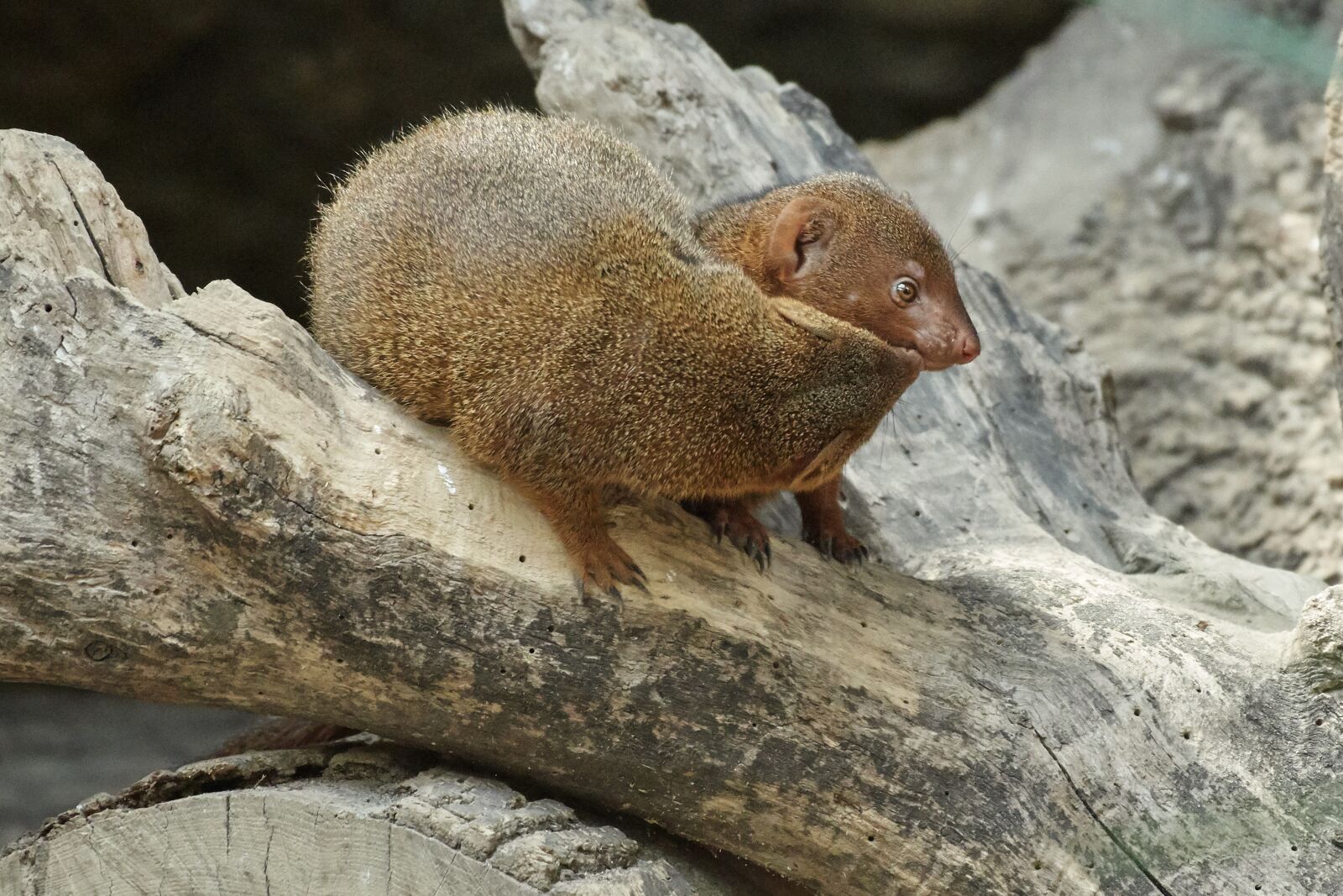 Nikon AF-S Nikkor 200-500mm F5.6E ED VR sample photo. Mongoose, nature, animal world photography