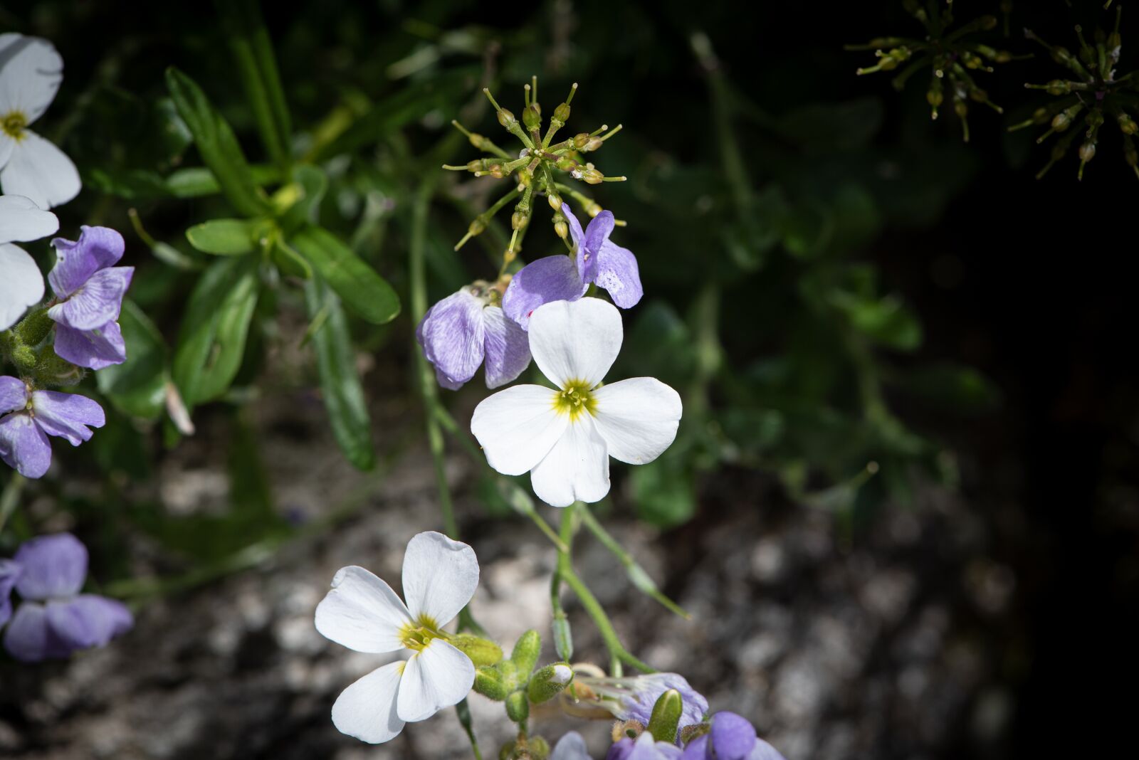 Nikon D750 sample photo. Flowers, petals, plants photography