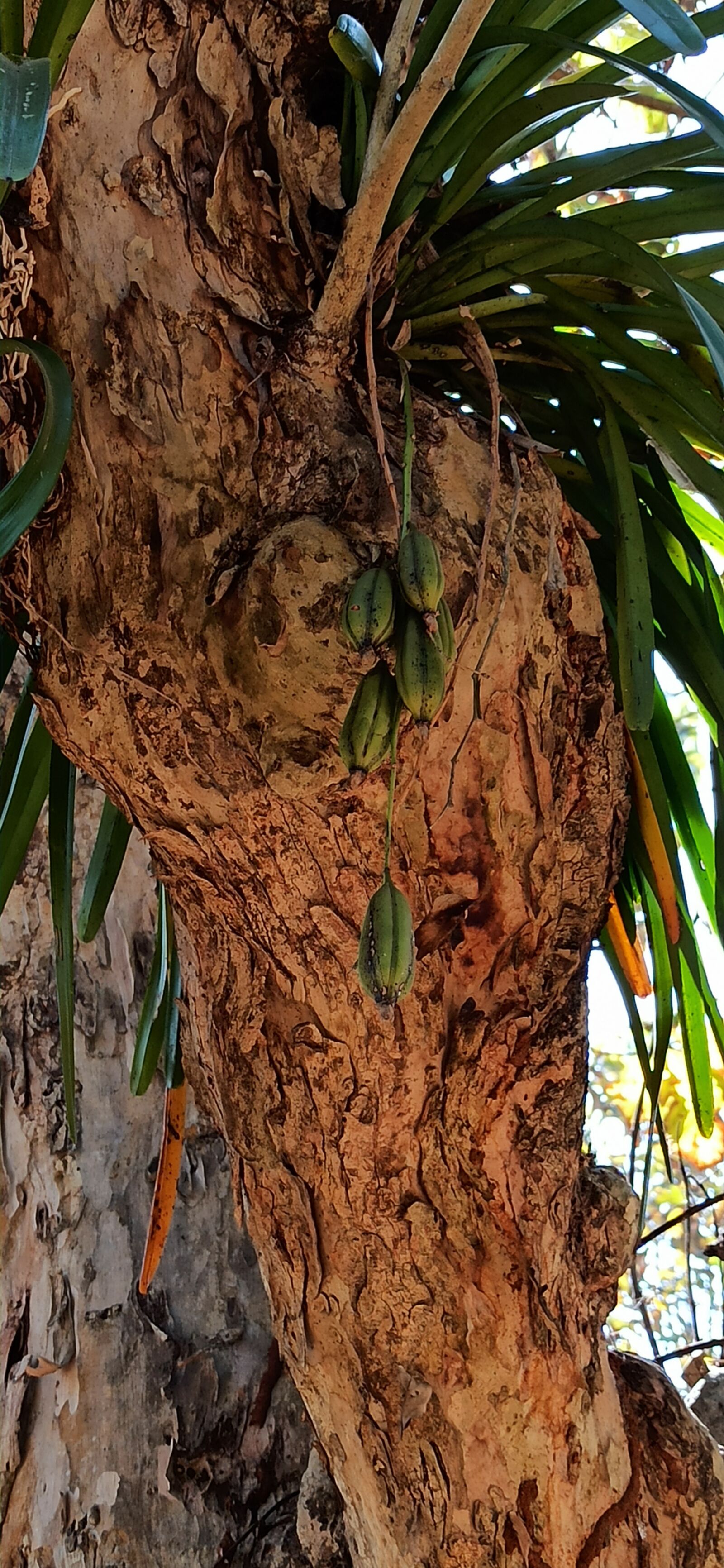 Xiaomi Redmi Note 8 Pro sample photo. Epiphytic orchid on, dead photography