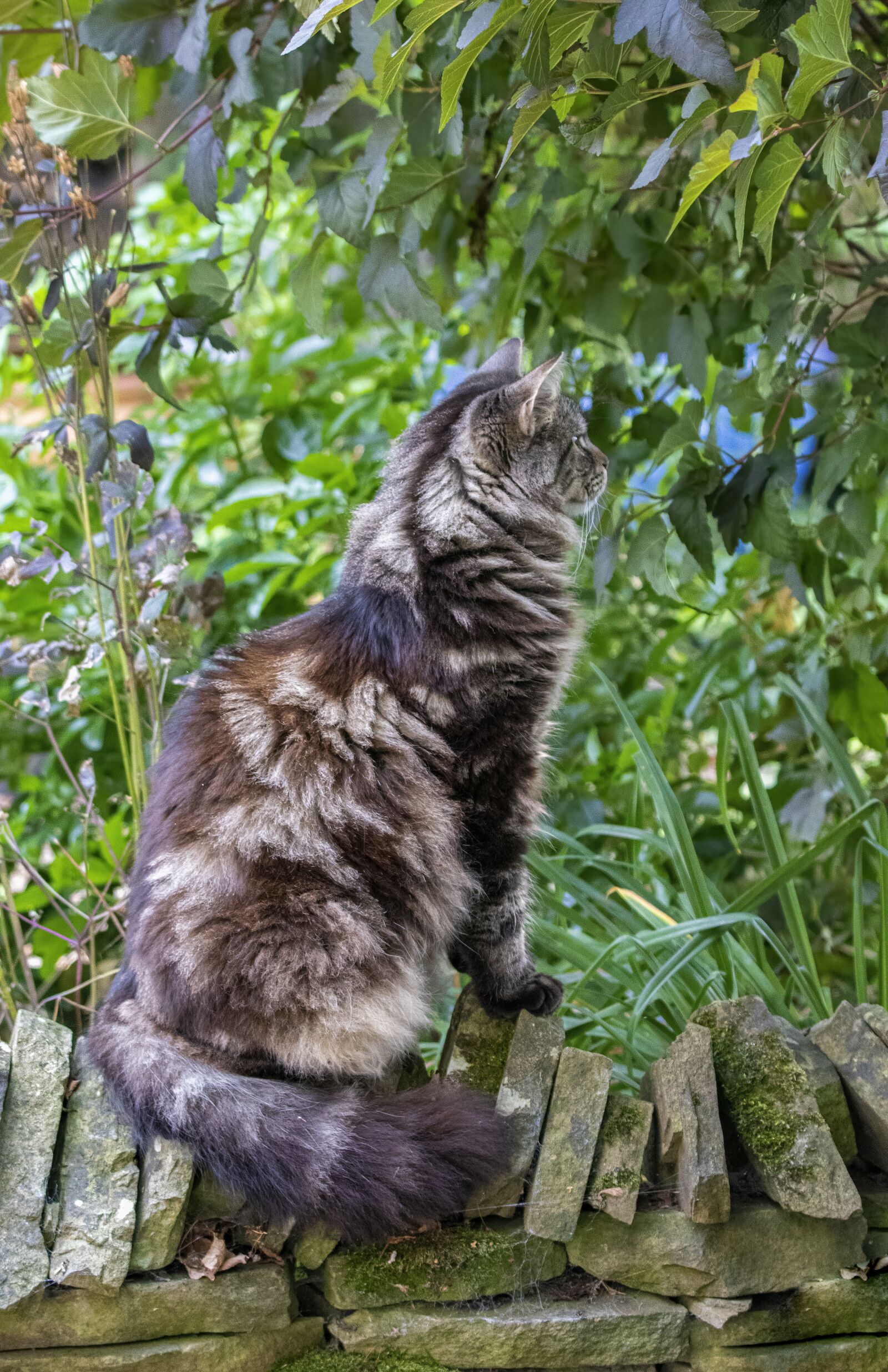 Sigma 100-400mm F5-6.3 DG OS HSM sample photo. Cat, pet, maine-coon photography