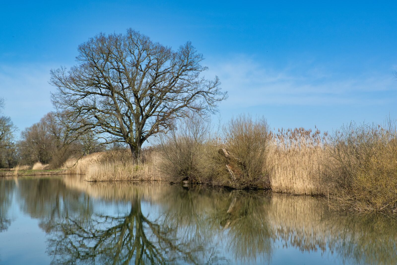 Nikon D7100 sample photo. Waters, tree, silhouette photography