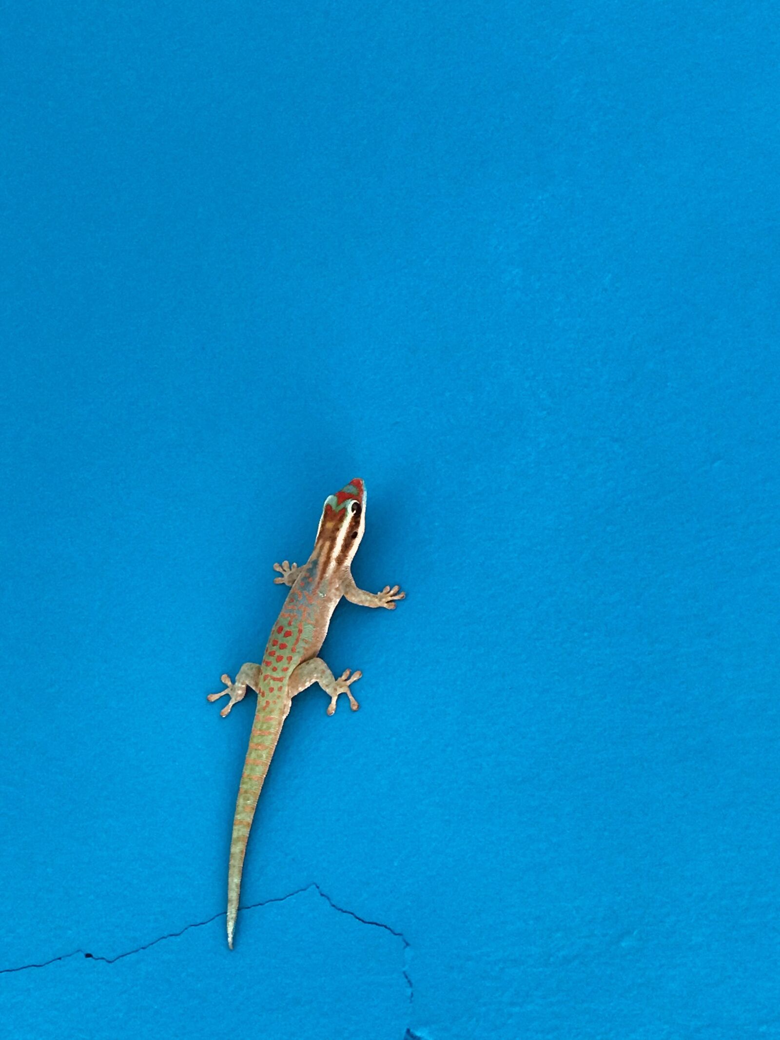 iPhone 7 Plus back dual camera 6.6mm f/2.8 sample photo. Outdoors, reptile, travel photography
