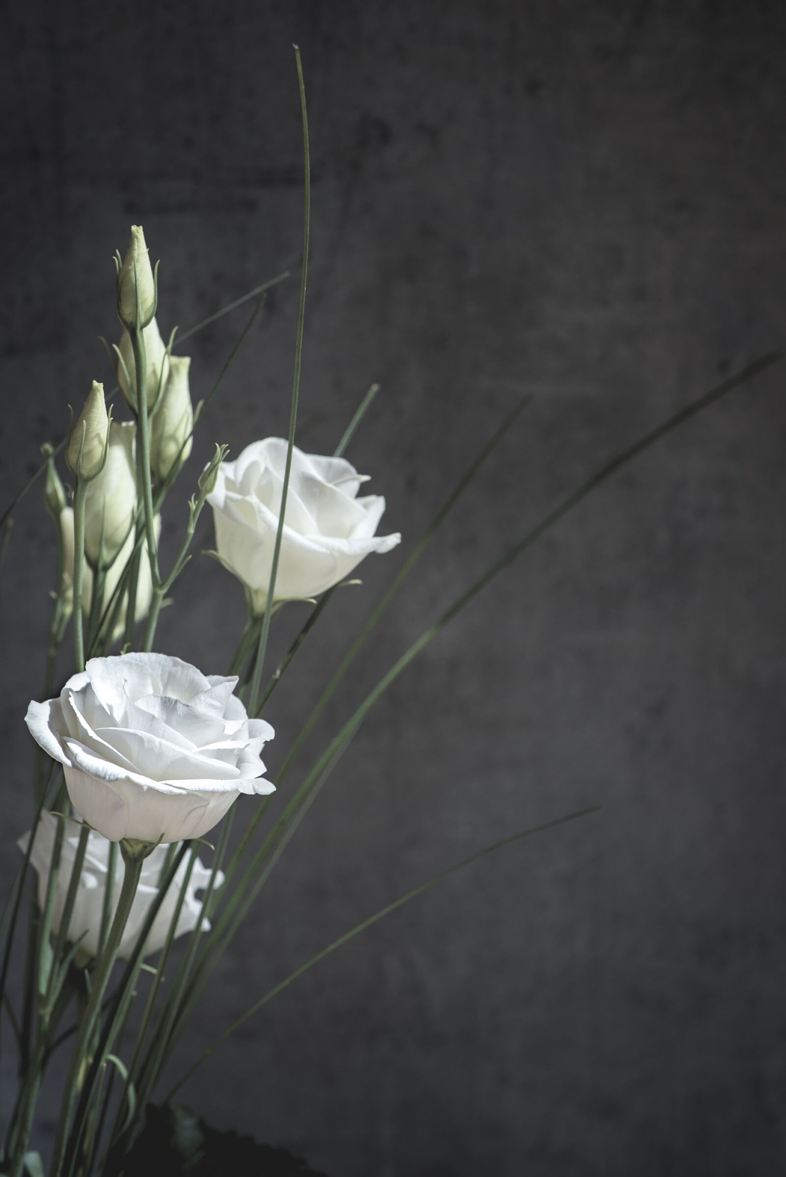 Nikon D750 sample photo. Lisianthus, flower, blossom photography