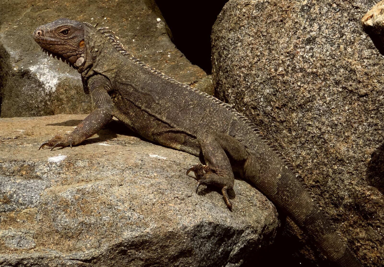 Sony Cyber-shot DSC-HX50V sample photo. Iguana, caribbean, reptile photography