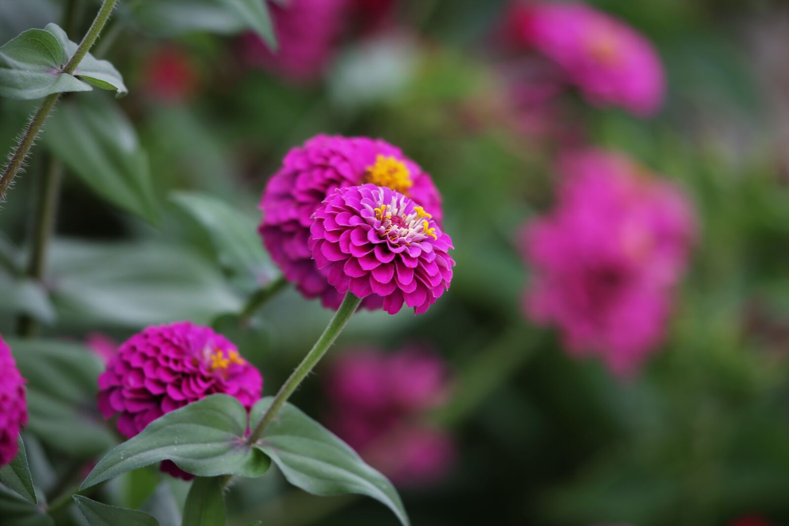 Canon EOS 6D + Canon EF 70-300 F4-5.6 IS II USM sample photo. Violet zinnia, blooming, flower photography