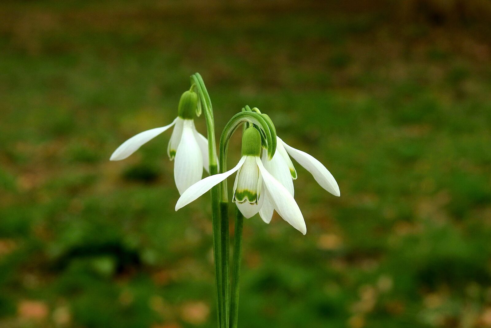 Nikon Coolpix P900 sample photo. Snowdrops, spring, flowers photography