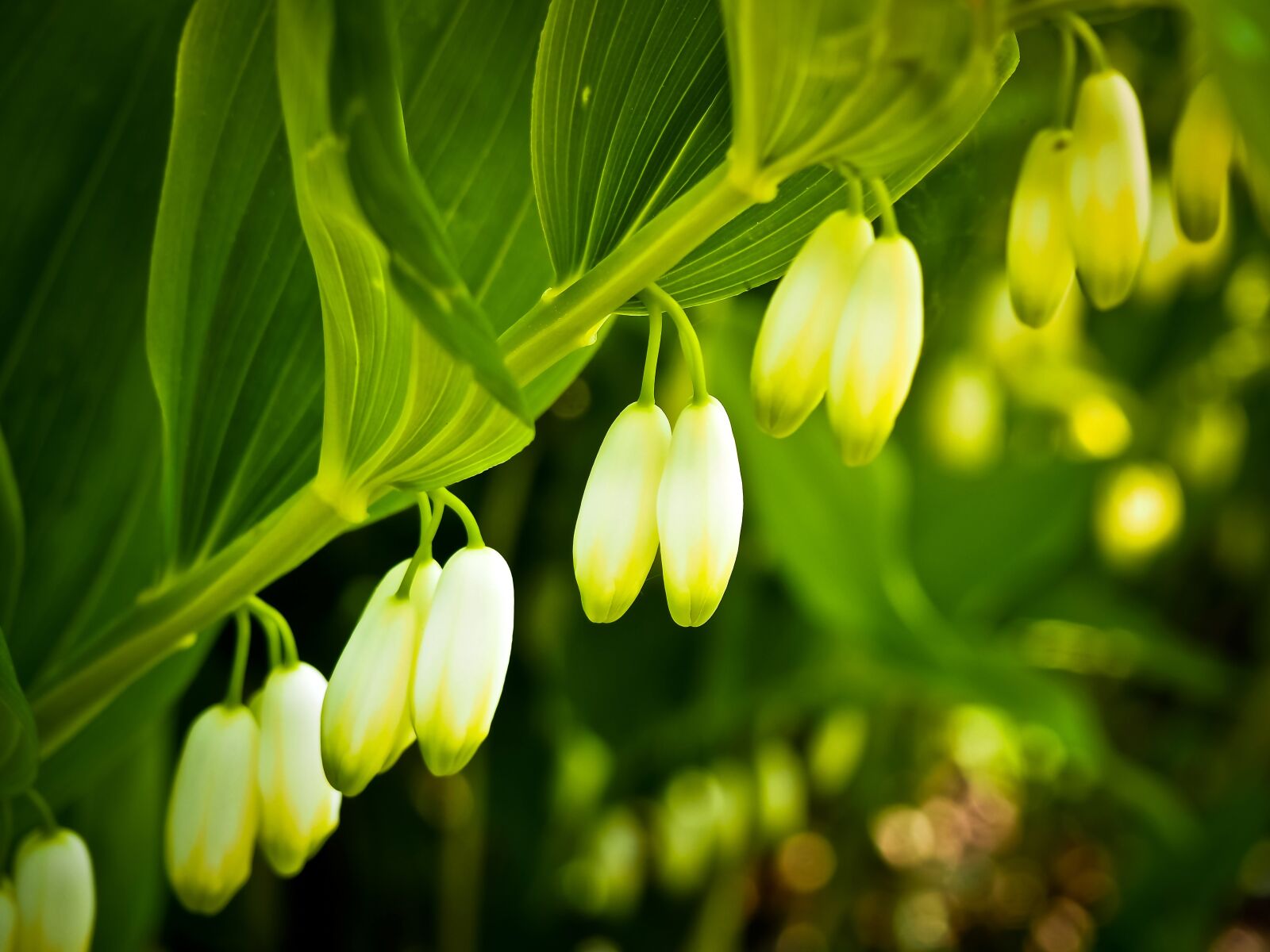 Olympus OM-D E-M10 sample photo. Salomon mirror, lily of photography