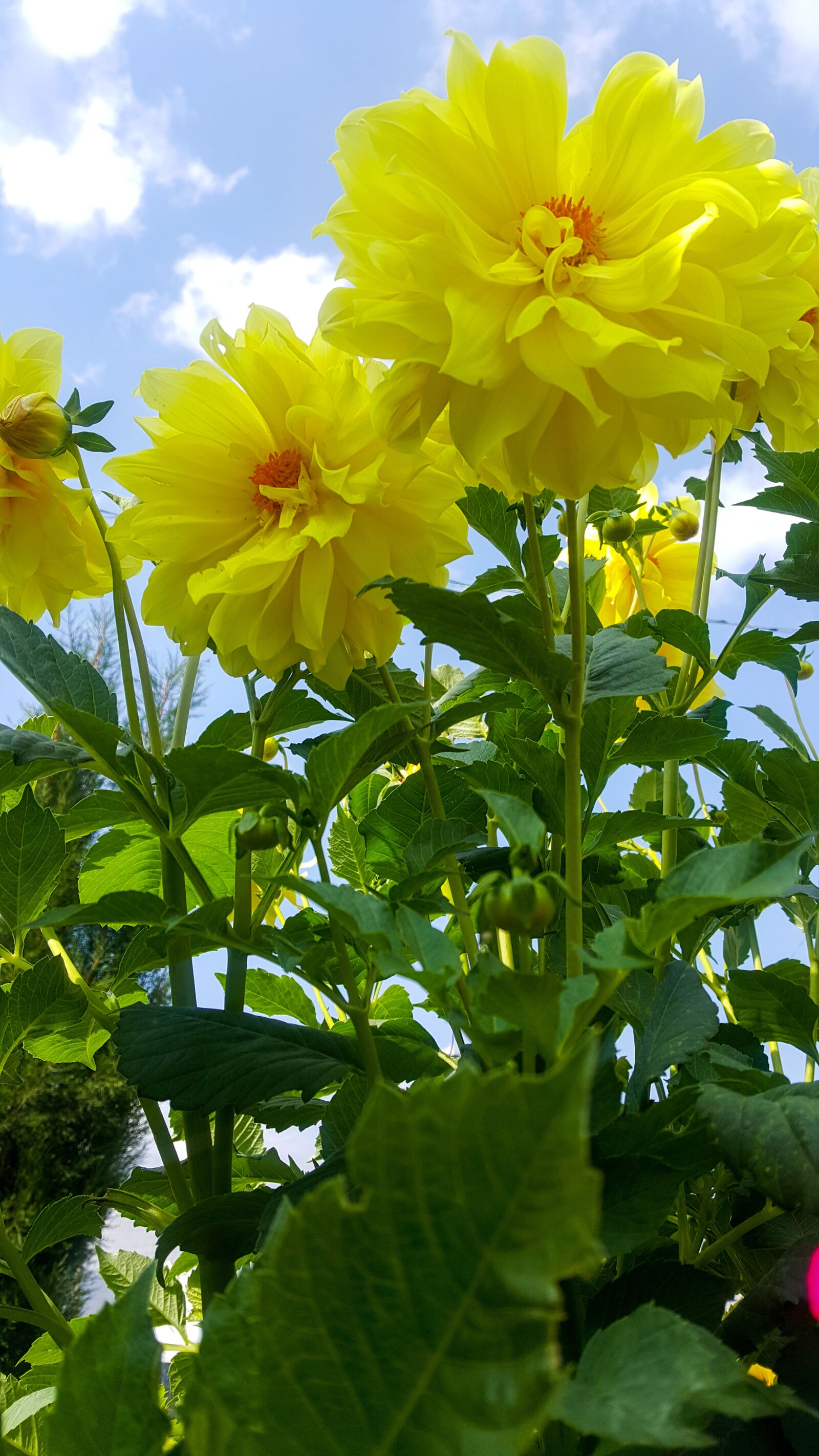 Samsung Galaxy S6 sample photo. Nature, flower, plant photography
