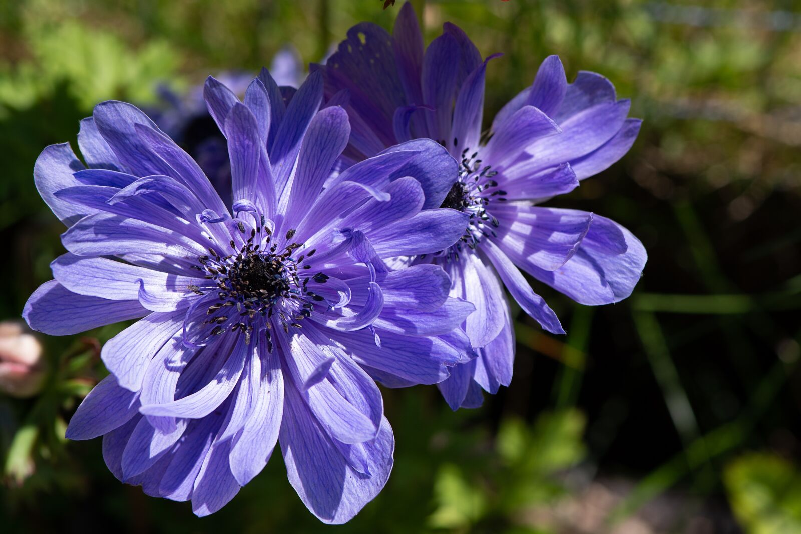 Nikon D7100 sample photo. Anemone, crown anemone, flower photography