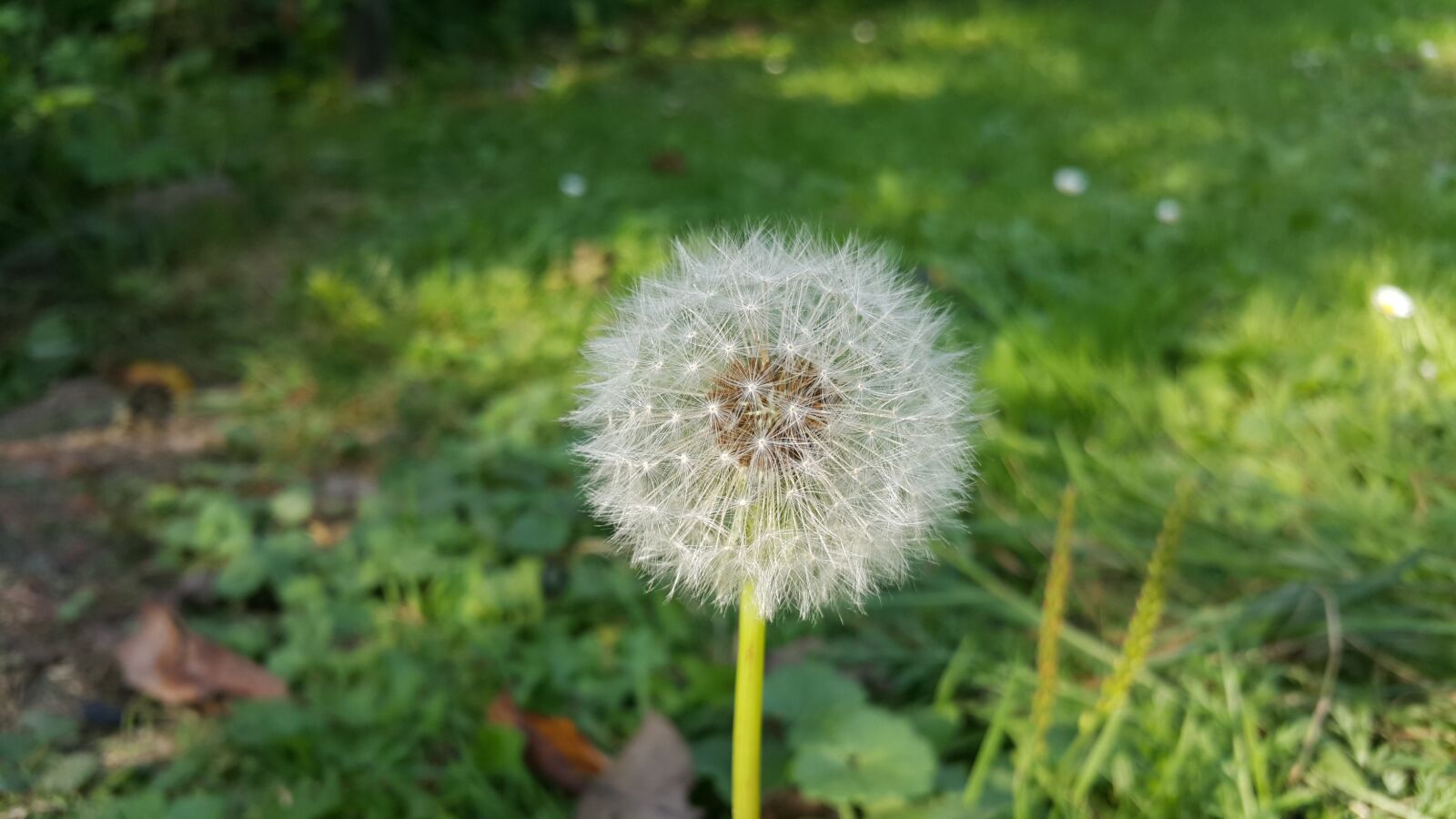 Samsung Galaxy Note4 sample photo. Flower, flowers, sonchus oleraceus photography