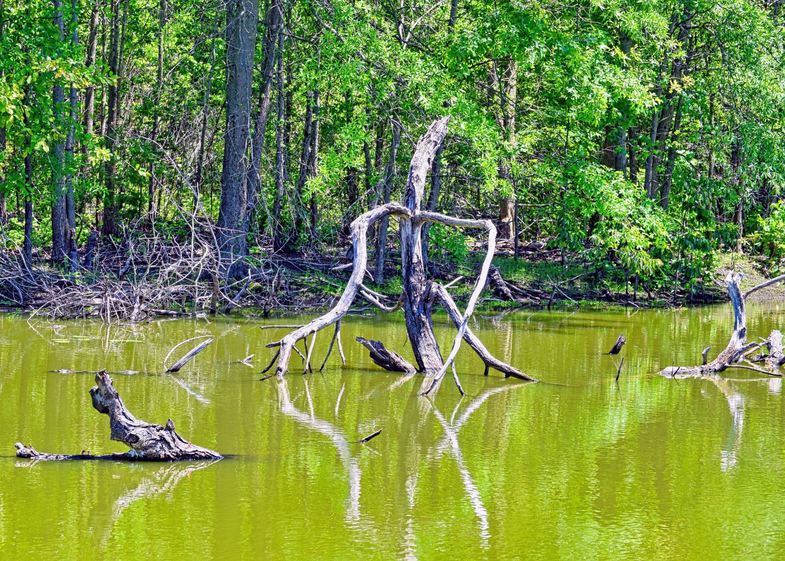 Nikon D3300 sample photo. Wetland, marsh, tree photography