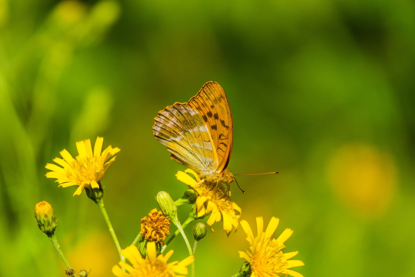 Sony Cyber-shot DSC-RX10 IV sample photo. Butterfly, flower, plant photography