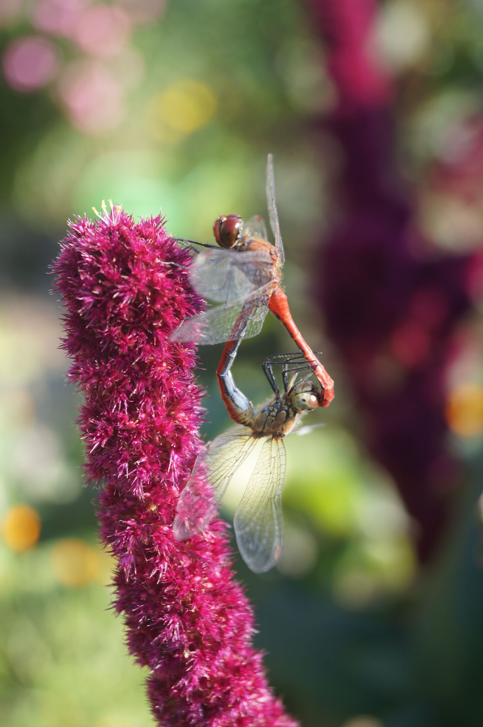 Sony SLT-A37 sample photo. Dragonflies, reproduction, insect photography