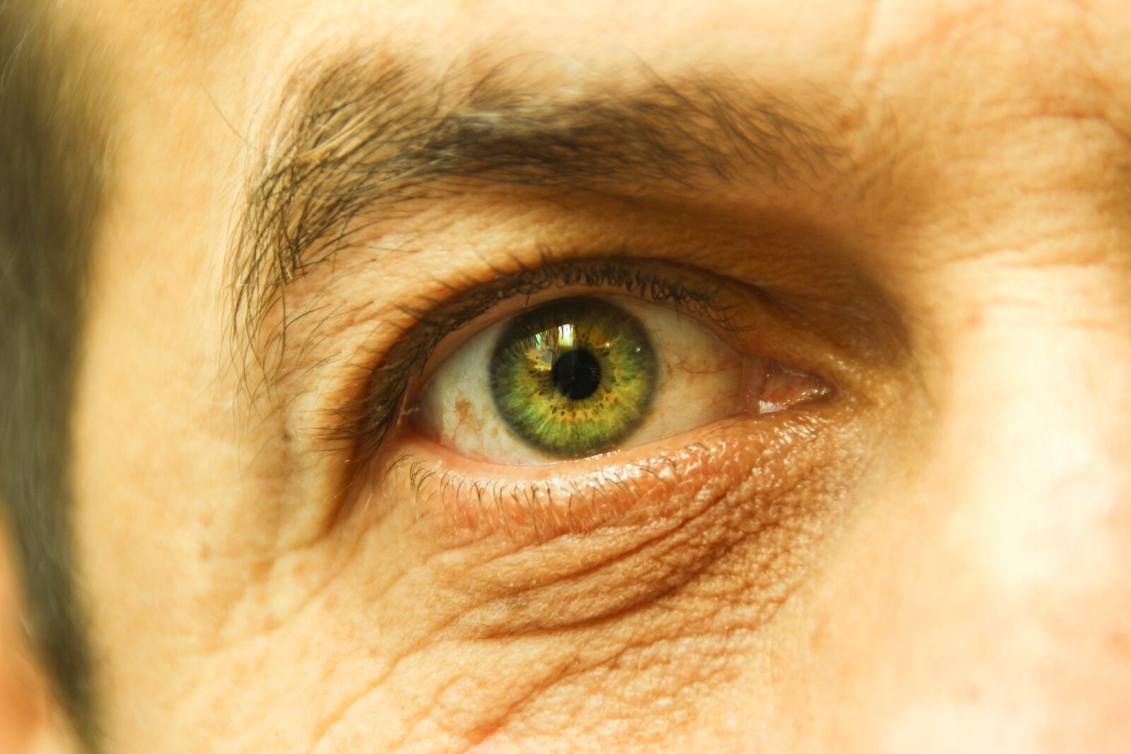 Canon EOS 600D (Rebel EOS T3i / EOS Kiss X5) sample photo. œil, eyes, iris photography