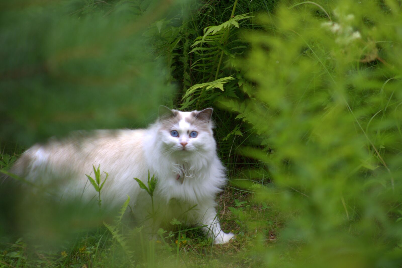 Canon EOS 1000D (EOS Digital Rebel XS / EOS Kiss F) sample photo. Nature, animal, grass photography